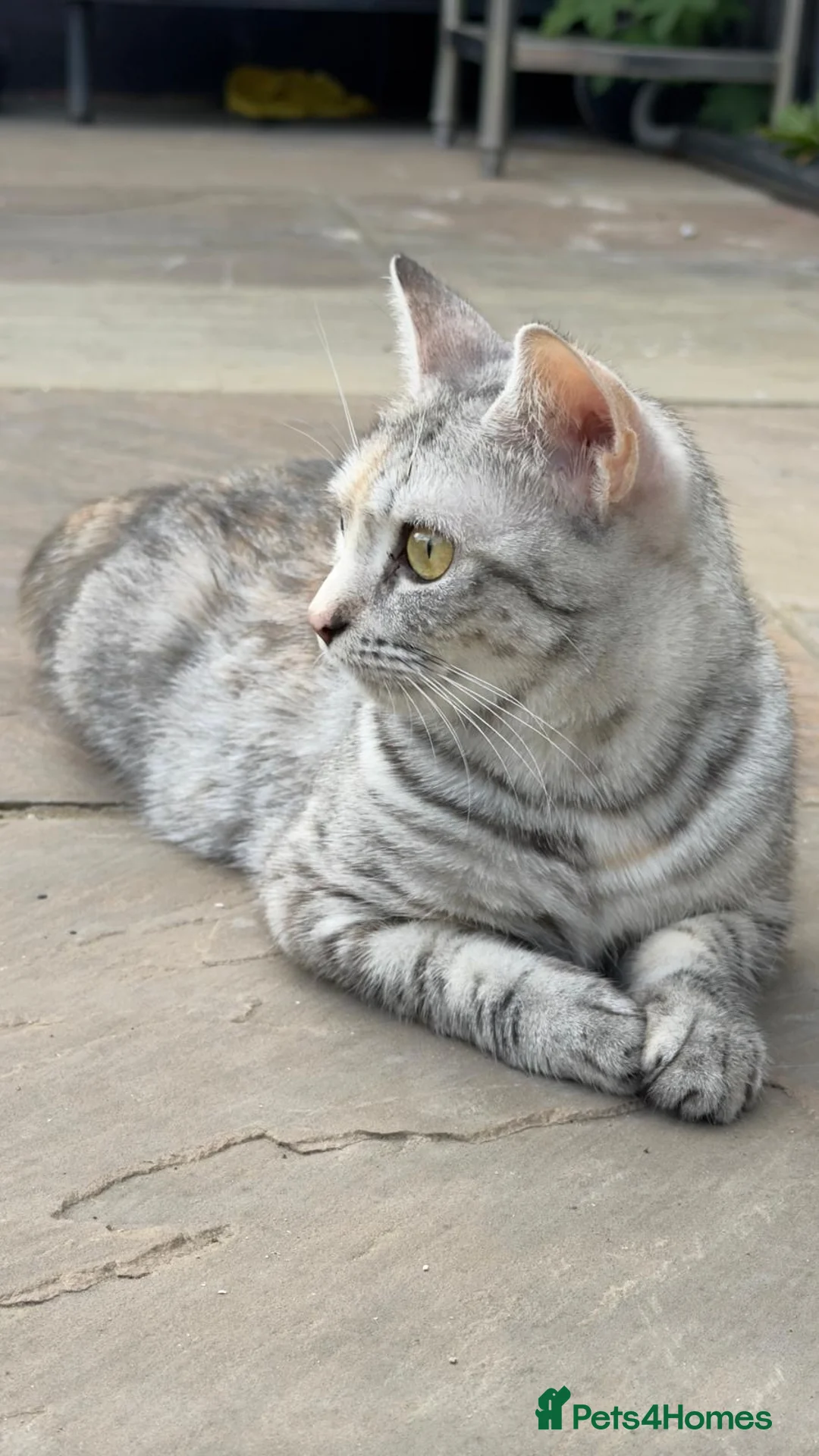 British Shorthair cats for sale: Beautiful Breeding Cat looking for Loving Home - Advert 2