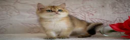 British Shorthair cats for sale: 💙British shorthair ready now🩷 - Advert 11
