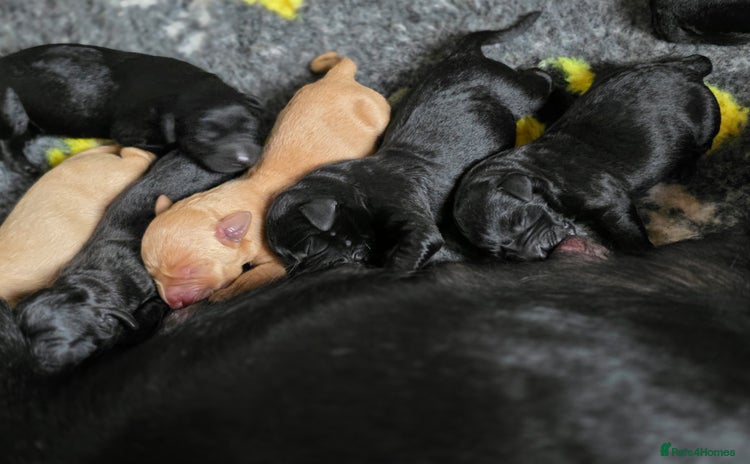 Labrador Retriever dogs - Advert 2