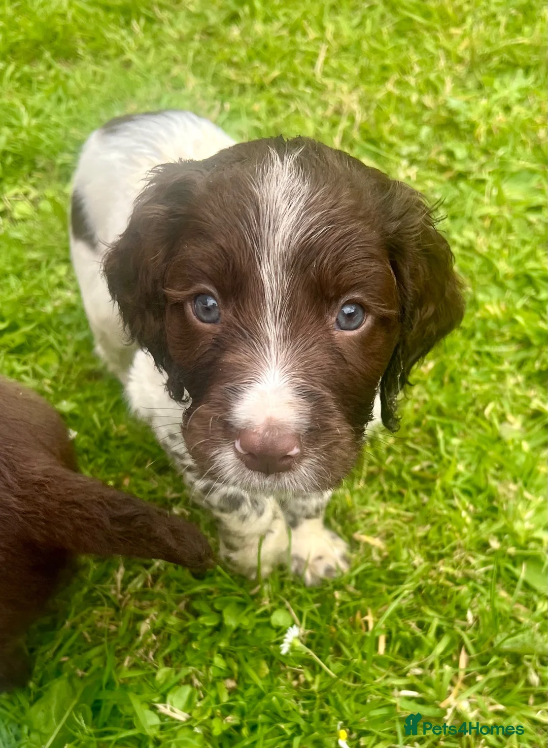 Sprocker dogs for sale: Working Sprocker Puppy - Advert 2