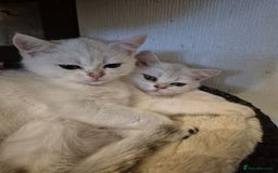 British Shorthair cats for sale: Ready now British silver shorthair Gccf registered - Image 2