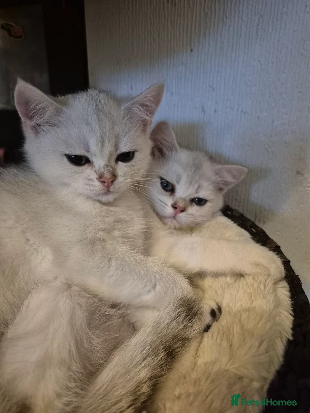 British Shorthair cats for sale: GCCF one boy British silver shorthair - Advert 10