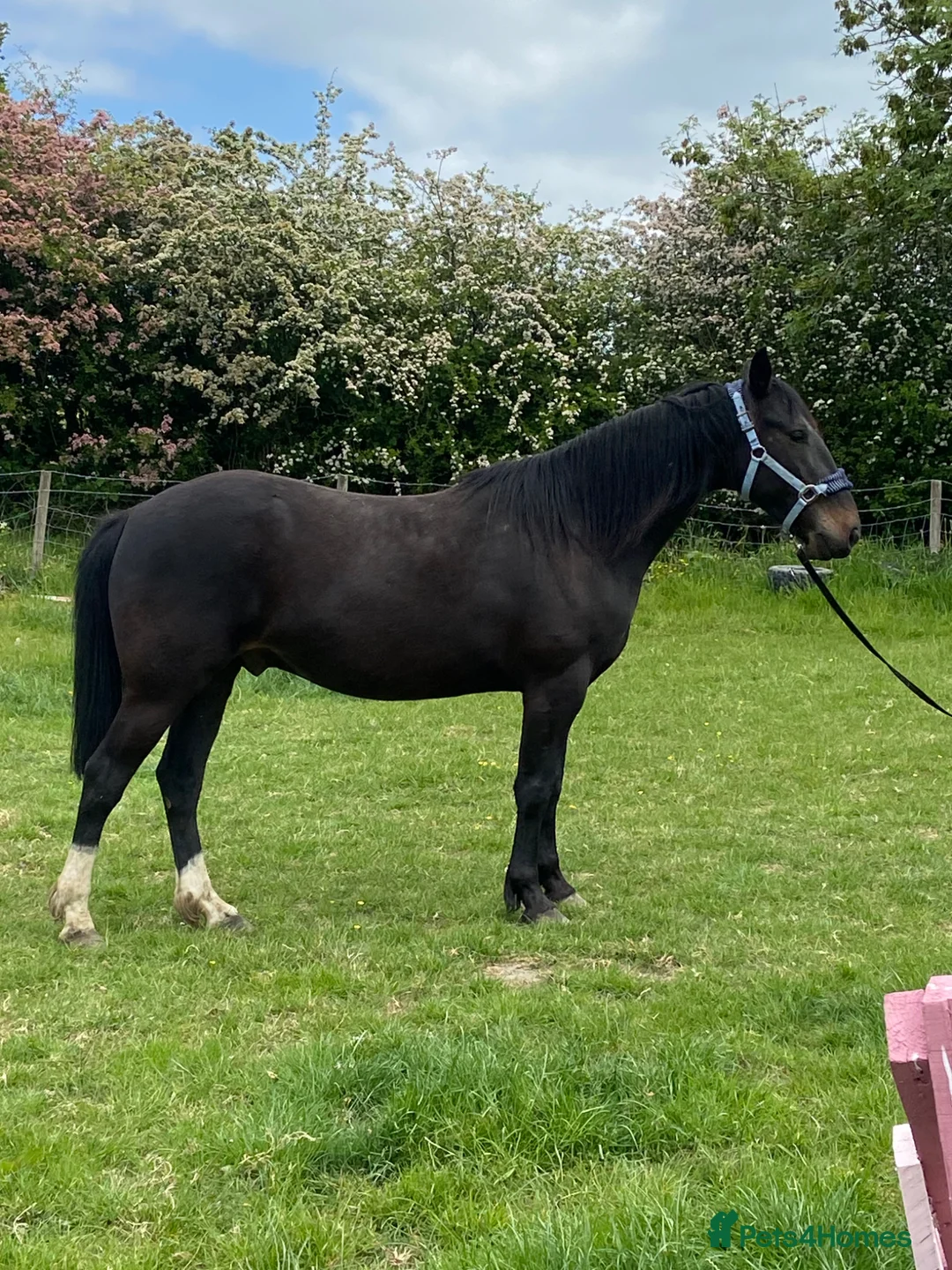 Irish Thoroughbred horses for sale: Sad Sale of a much loved boy in Chesterfield - Advert 1