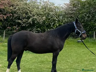 Irish Thoroughbred horses Sad Sale of a much loved boy - Advert 1