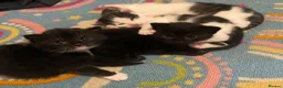 Domestic Shorthair cats for sale: Beautiful Litter of kittens 2xmales 2x females - Advert 15