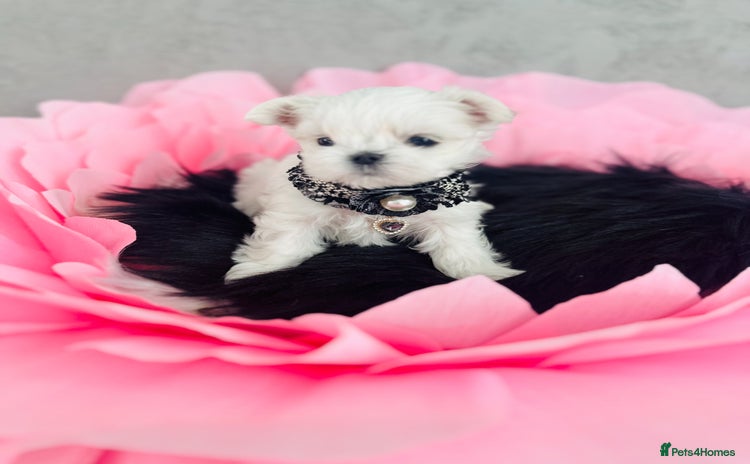 Maltese dogs - Advert 1