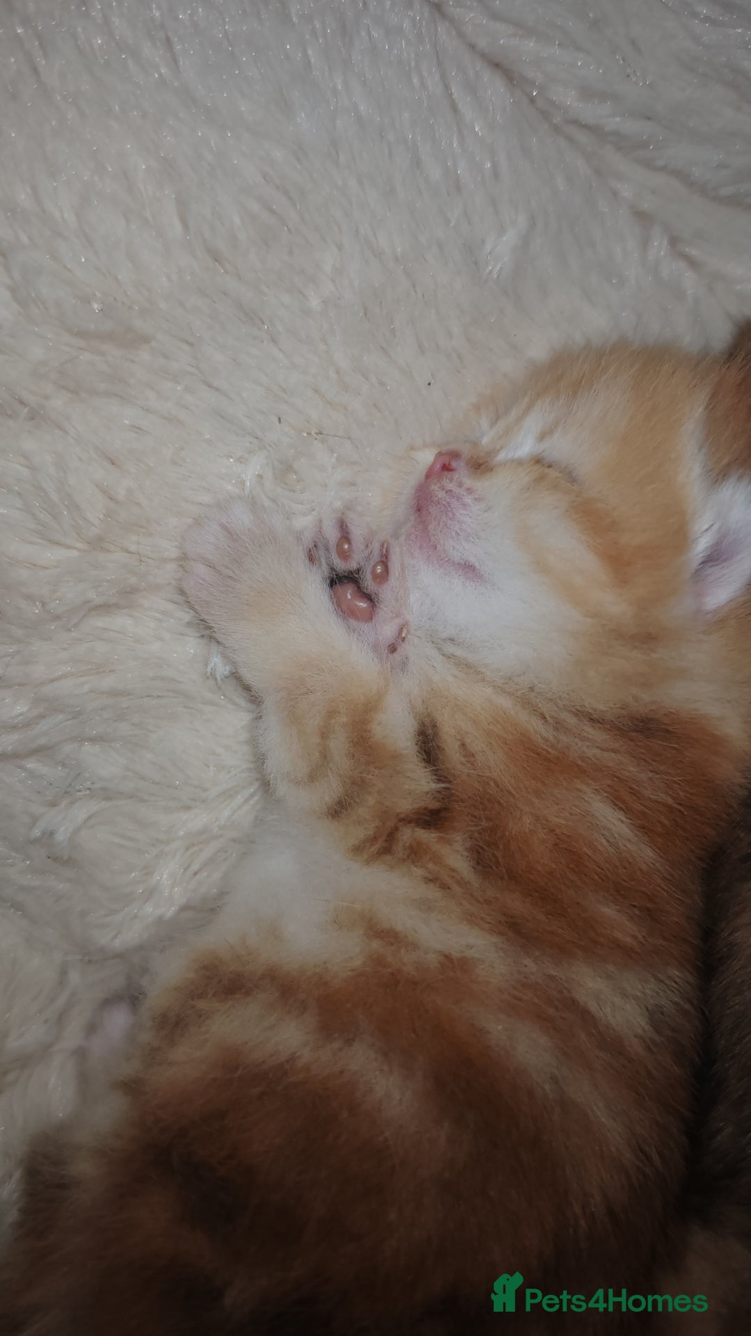 British Shorthair cats for sale: Stunning pedigree BSH Golden black Chinchilla  - Advert 4