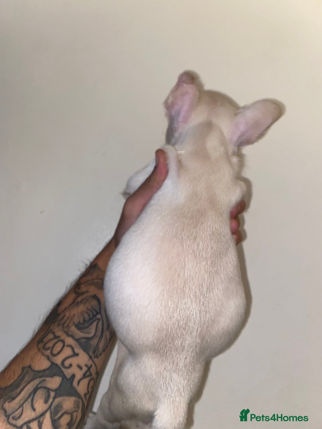 French Bulldog dogs for sale: Quality frenchies  - Advert 6