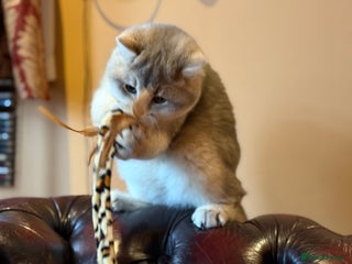 British Shorthair cats READY Blue Goldens sired by x4 Champion - Advert 17