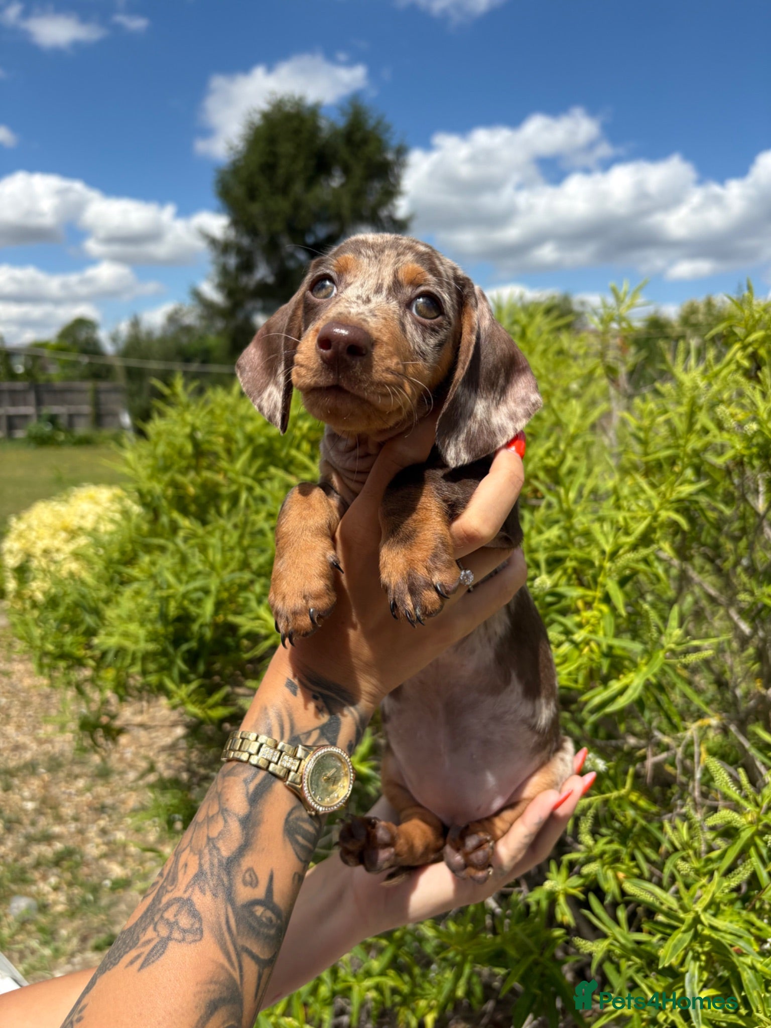 Miniature Dachshund dogs Beautiful Miniature daschunds  - Advert 17