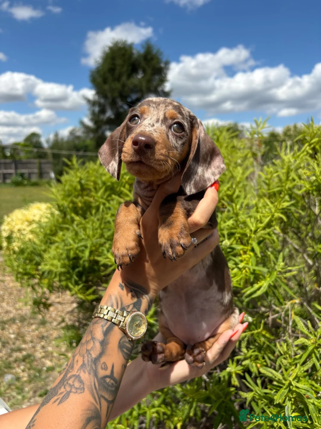 Miniature Dachshund dogs for sale: Beautiful Miniature daschunds  - Advert 2