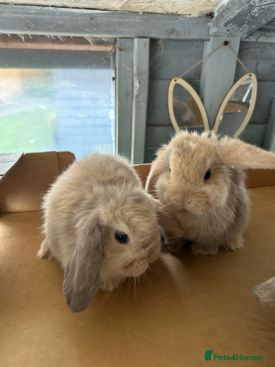 Mini Lop rabbits for sale: Adorable mini lops £85 - Advert 2