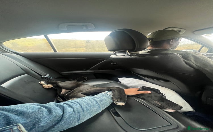 Mixed Breed dogs - Advert 20