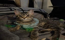 Mixed Breed cats for sale: 7 months old kittens - Image 4