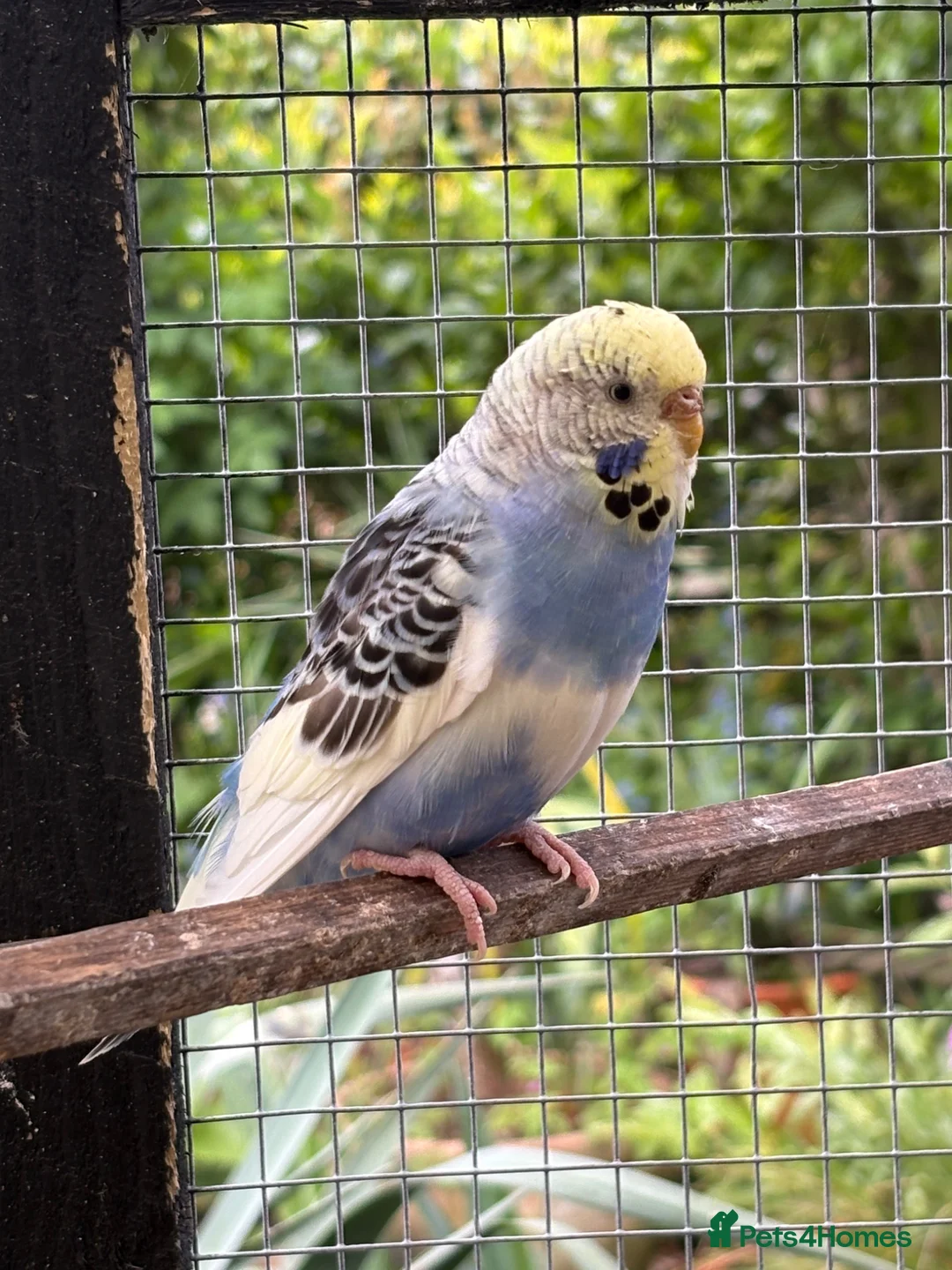 Budgerigars birds for sale: Hen budgie for sale in Scunthorpe - Advert 2
