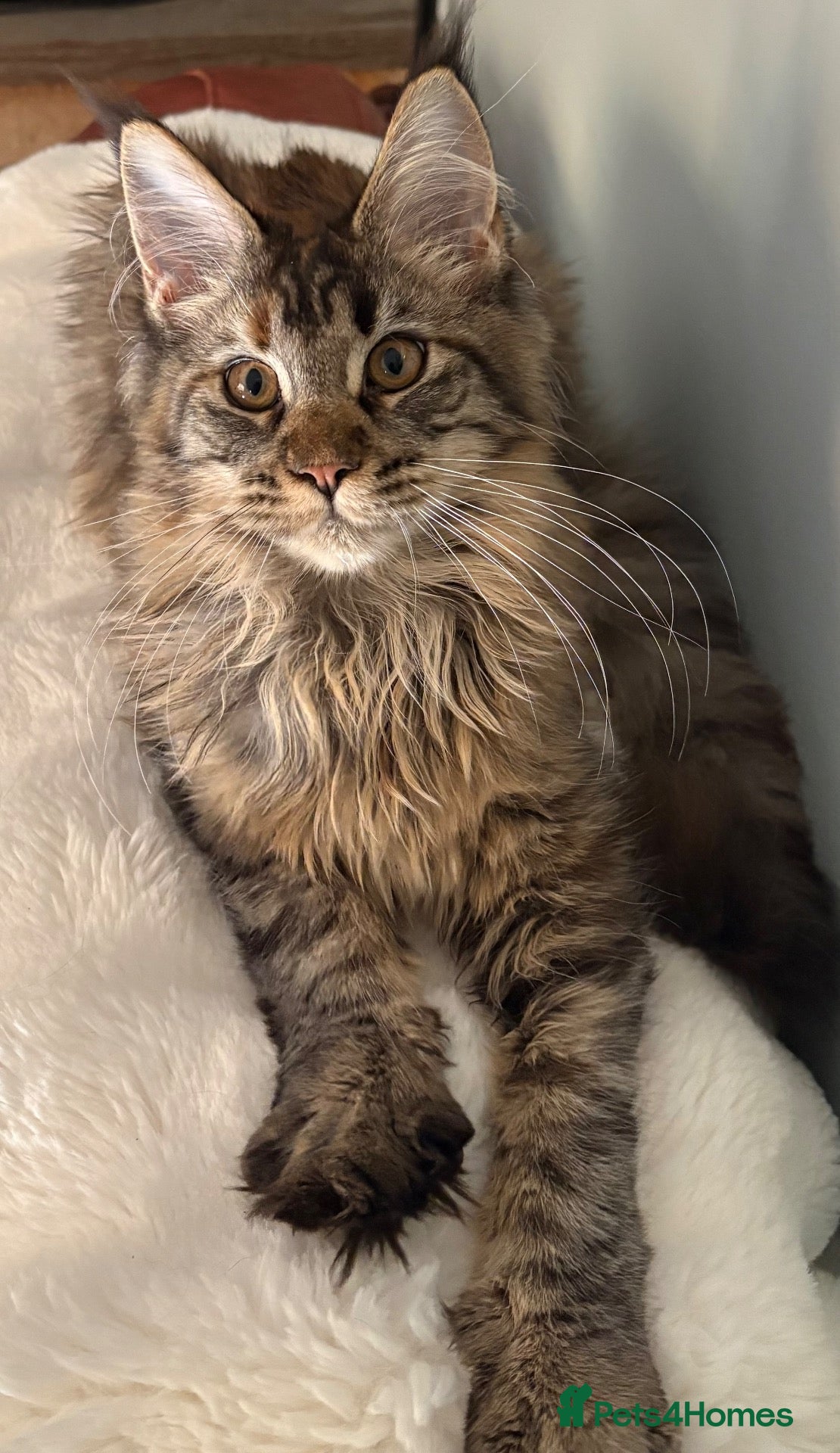 Maine Coon cats GCCF Registered Maine Coons - Advert 2