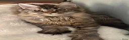 Maine Coon cats for sale: GCCF Registered Maine Coons - Advert 2