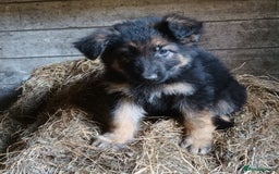 German Shepherd dogs for sale: German Shepherd puppies - Image 2