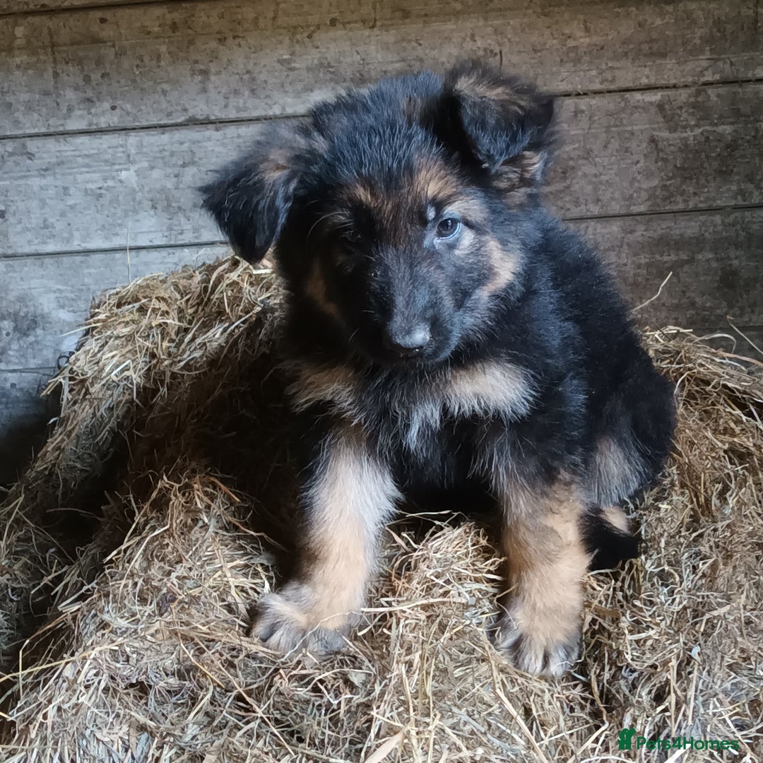 German Shepherd dogs for sale: German Shepherd puppies - Image 2