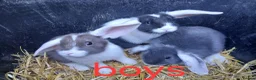 Mini Lop rabbits for sale: Mini lop bunnies - Advert 2