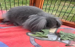 Mini Lion Lop rabbits for sale: Beautiful Grey Mini Lion Lop Baby - Image 6