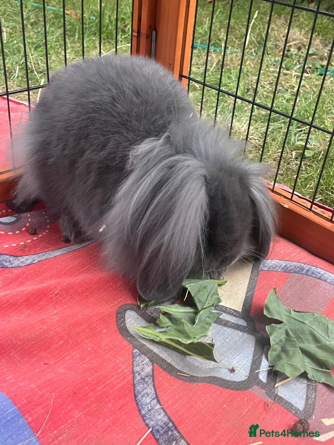 Mini Lion Lop rabbits for sale: Beautiful Grey Mini Lion Lop Baby - Image 6