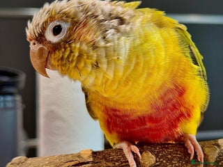 Conures birds for sale - Advert 1
