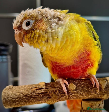 Conures birds - Advert 1