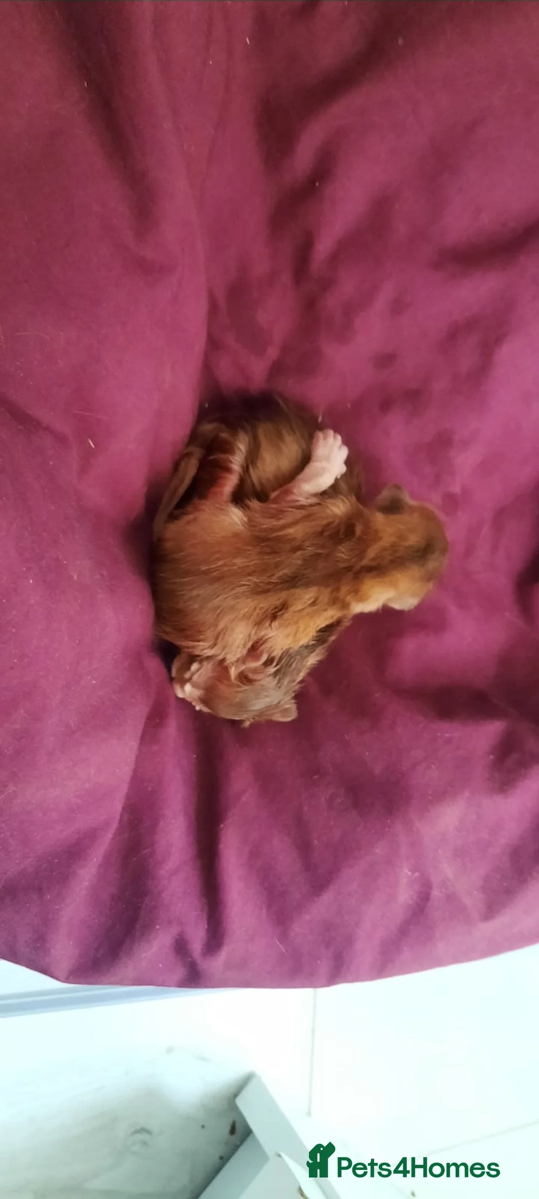 Abyssinian cats for sale: Adorable Abyssinian Kittens – Ready After 5th June - Advert 2