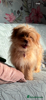 Mixed Breed dogs 6month old shihtzu x pomeranian - Advert 3