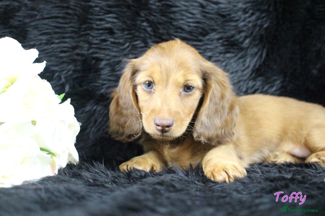 Miniature Dachshund dogs for sale: KC PRA Clear Mini Longhair Daxies – Dapple - Advert 2