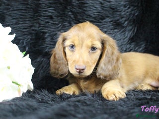 Miniature Dachshund dogs KC PRA Clear Mini Longhair Daxies – Dapple - Advert 6