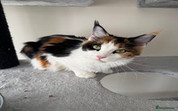 Maine Coon cats for sale: Purebred adorable Maine coon kittens - Image 17