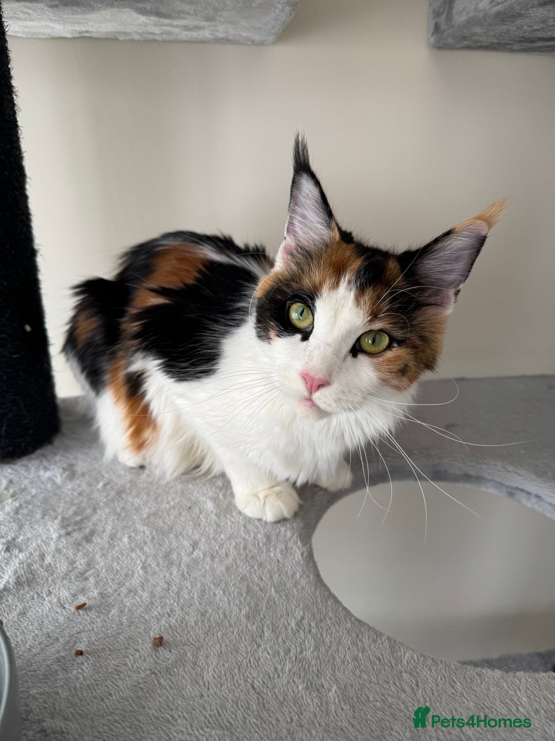 Maine Coon cats for sale: Purebred adorable Maine coon kittens - Image 17