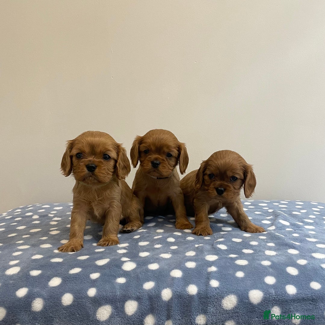 Cavalier King Charles Spaniel dogs for sale: Cavalier King Charles  - Image 20