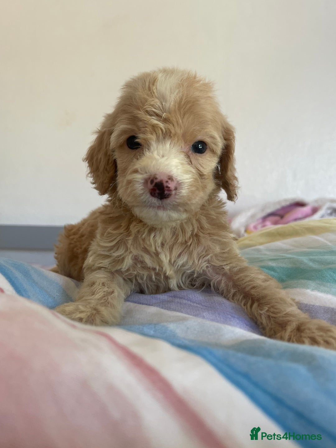 Cockapoo dogs for sale: Cockapoo puppies  - Image 25