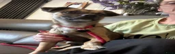 Mixed Breed dogs for adoption: Meet Marlene  12 months old  7kg Romanian mix  - Advert 17