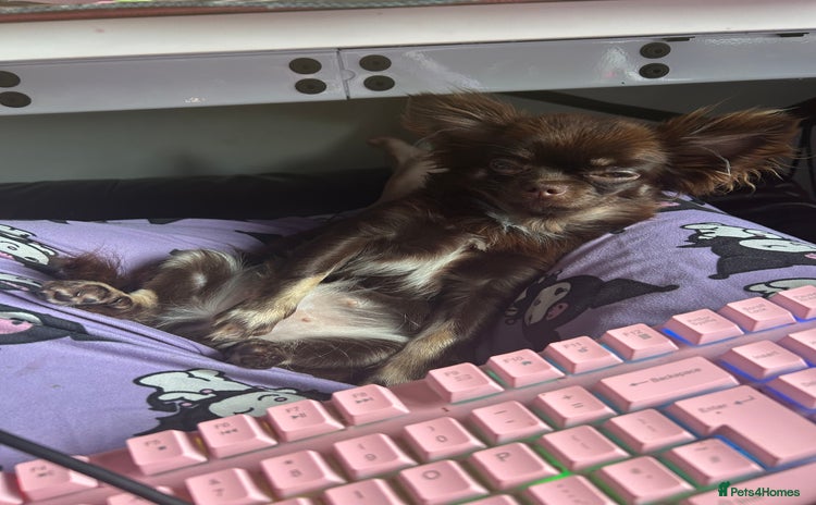 Chihuahua dogs Long haired tiny KC chihuahua girl - Advert 1