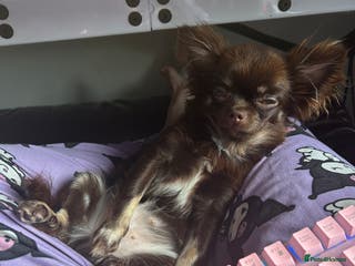 Chihuahua dogs Long haired tiny KC chihuahua girl - Advert 6