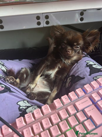 Chihuahua dogs Long haired tiny KC chihuahua girl - Advert 1