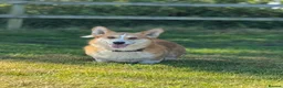 Welsh Corgi Cardigan dogs for stud: Beautiful KC Corgi Stud  - Advert 6