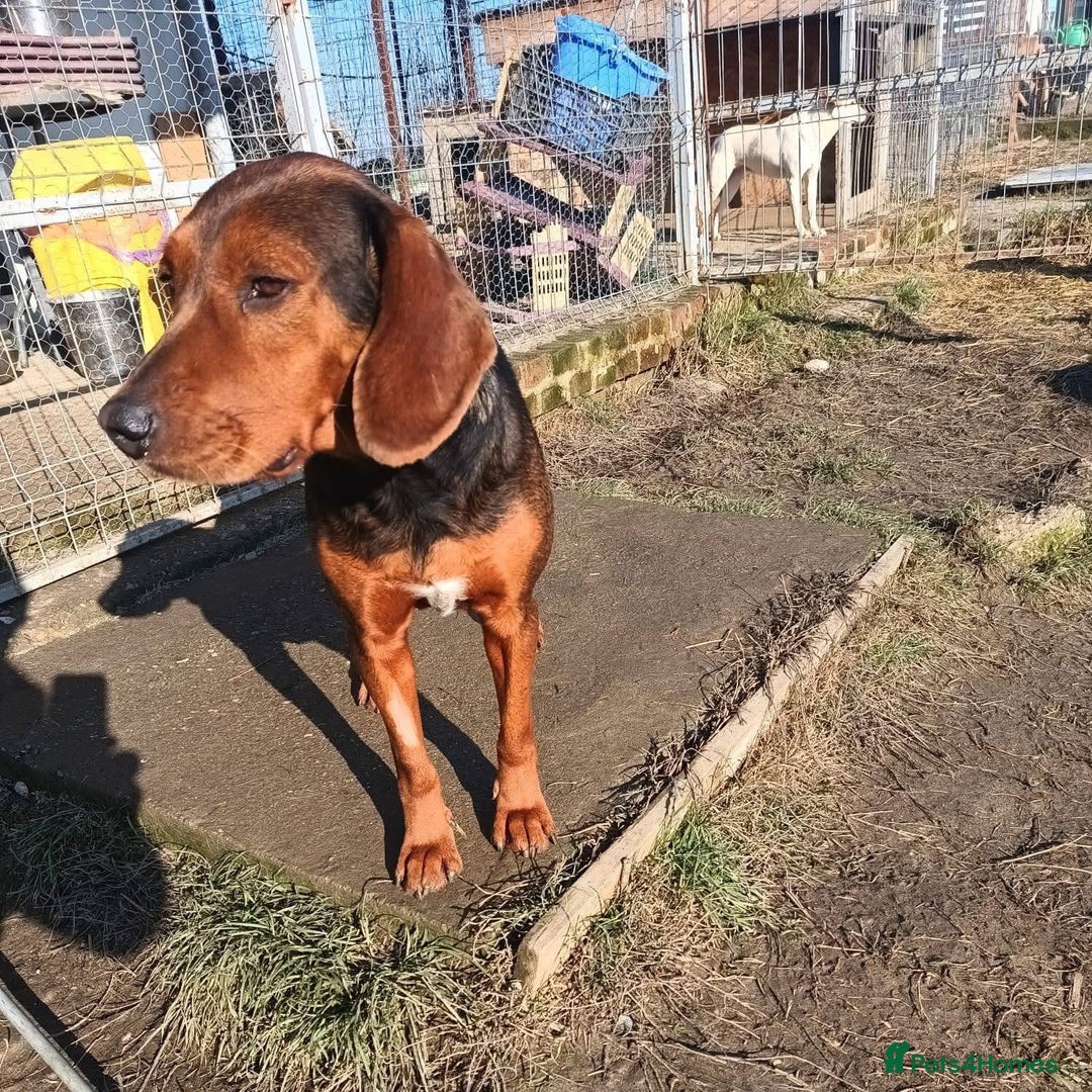 Mixed Breed dogs for adoption: Runa - Norwich Norfolk  - Advert 9