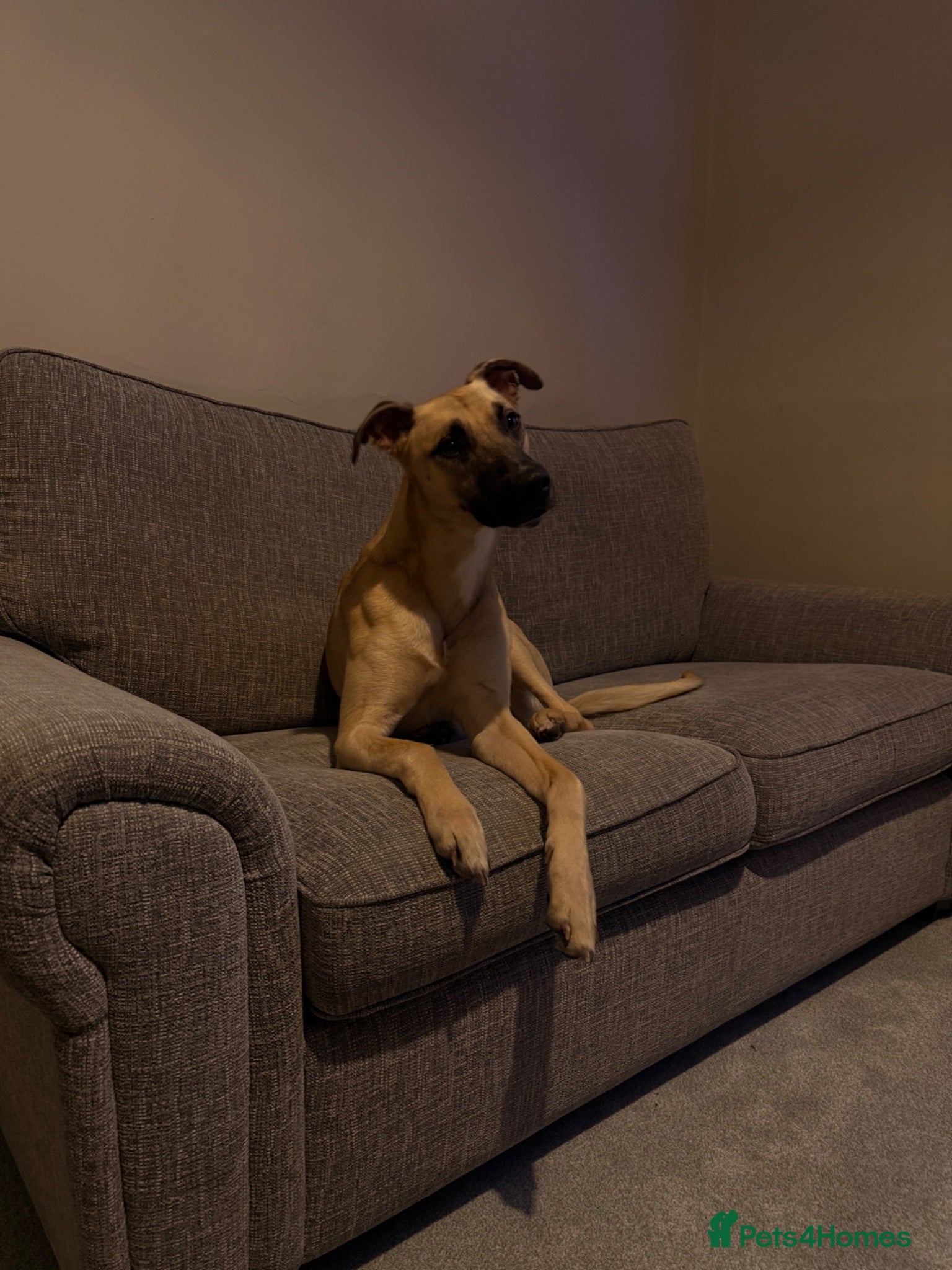 Mixed Breed dogs Scrappy  - Advert 14