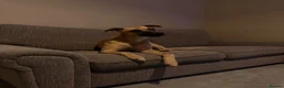 Mixed Breed dogs for sale: Scrappy  in Birkenhead - Advert 1