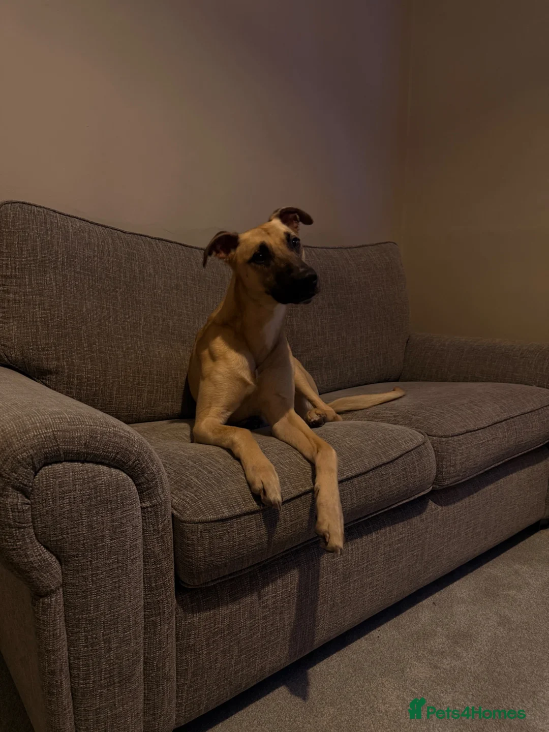 Mixed Breed dogs for sale: Scrappy  in Birkenhead - Advert 1
