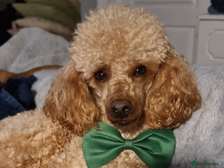Toy Poodle dogs in Doncaster - Advert 14
