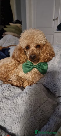 Toy Poodle dogs in Doncaster - Advert 1