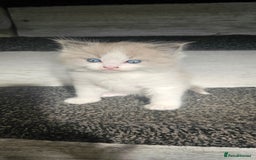 Ragdoll cats for sale: Ragdoll kittens - Image 2