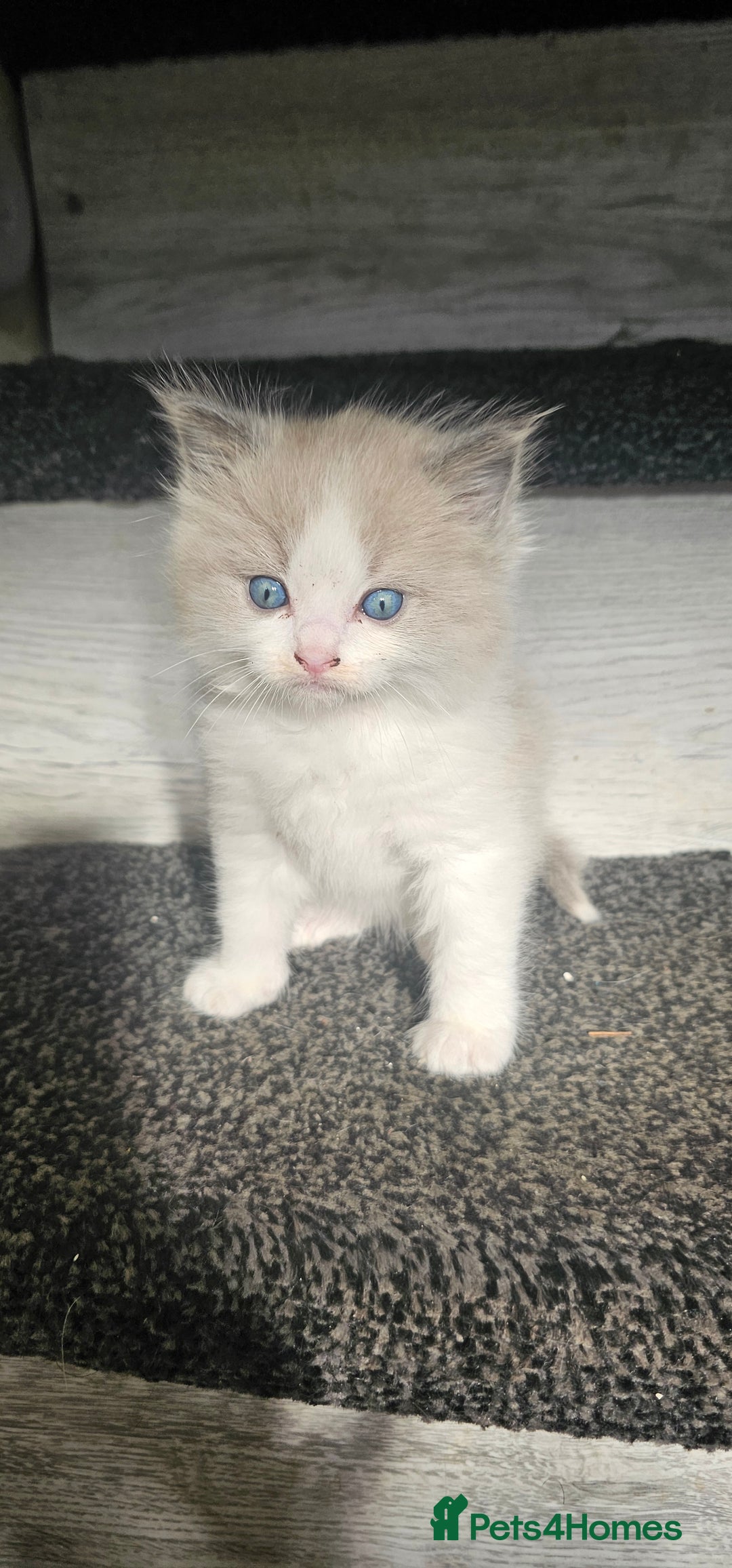 Ragdoll cats for sale: Ragdoll kittens - Image 2
