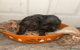 Cockapoo dogs for sale: 💫✨🐶🐾Gorgeous F1B Cockapoos🐾🐶✨💫 - Image 18